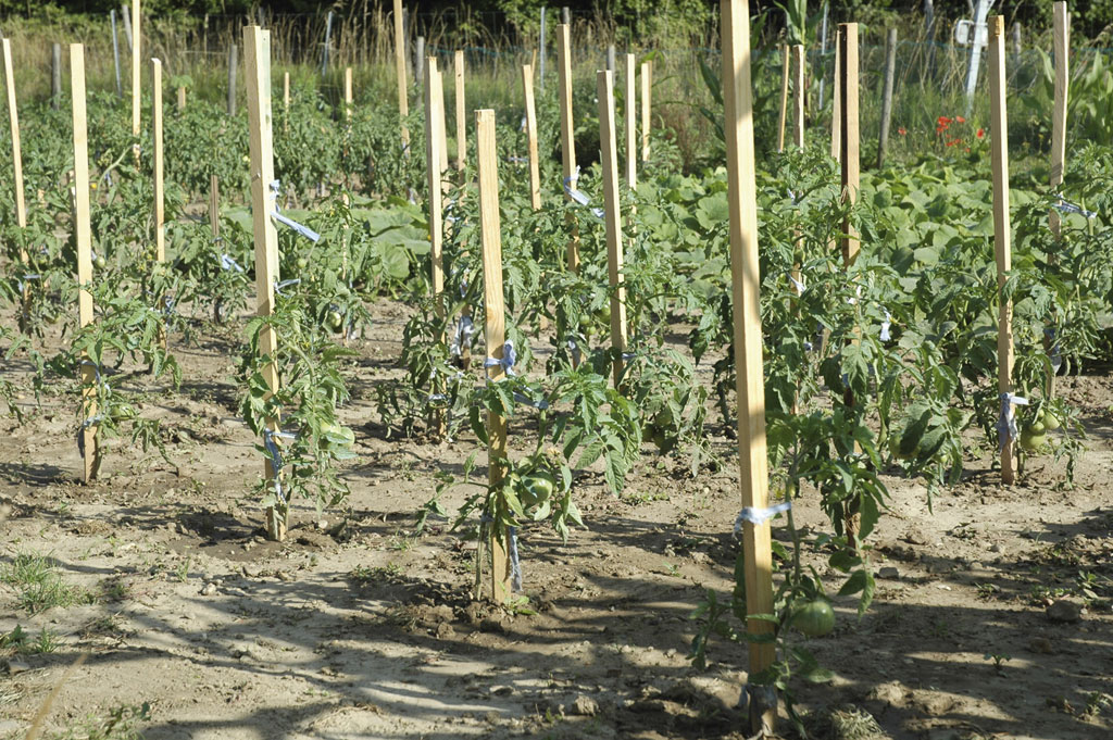 Tuteur tomate acacia 22x22mmxh1,50m - NORTENE