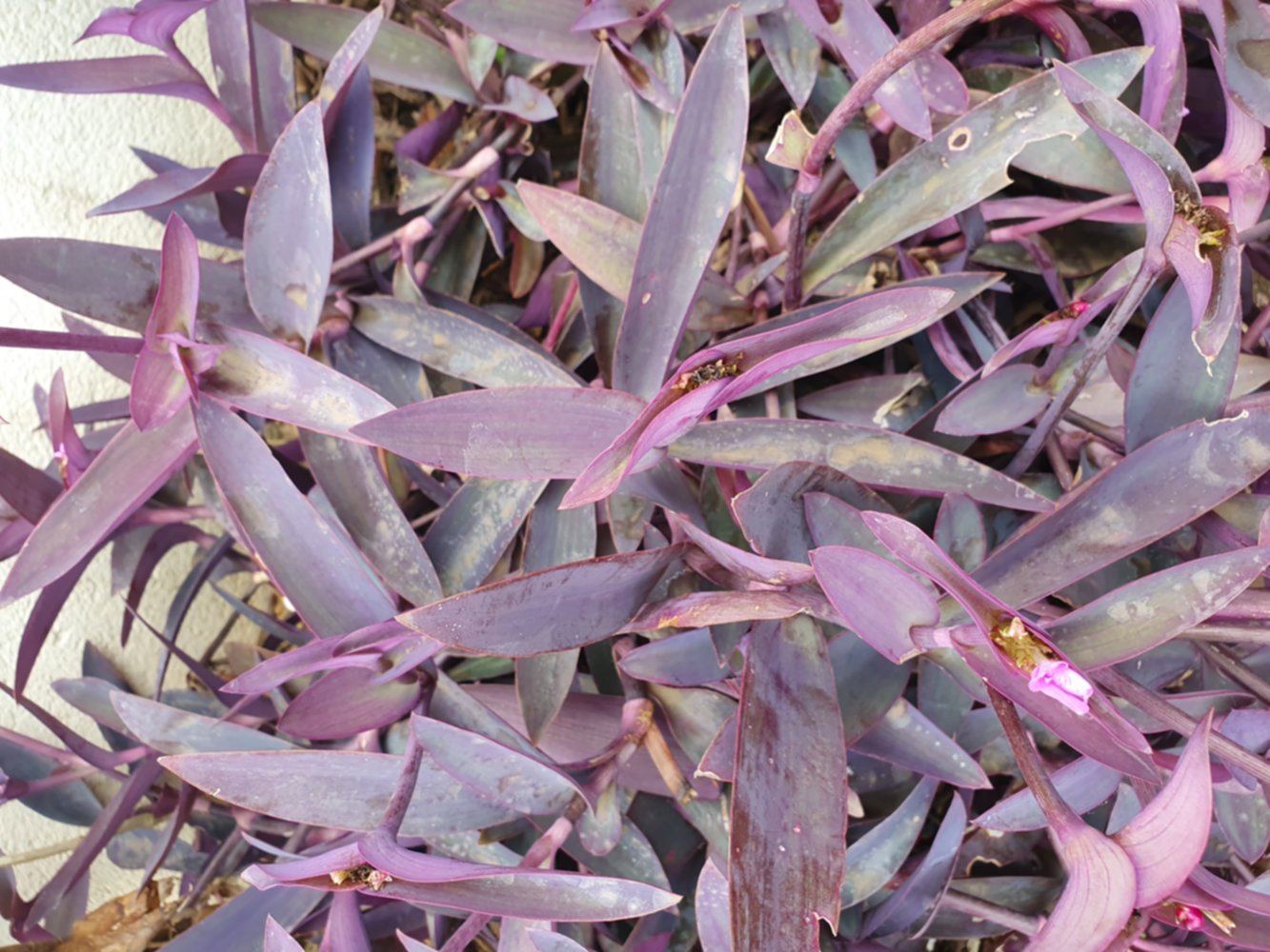 Tradescantia Pallida - Misère pourpre