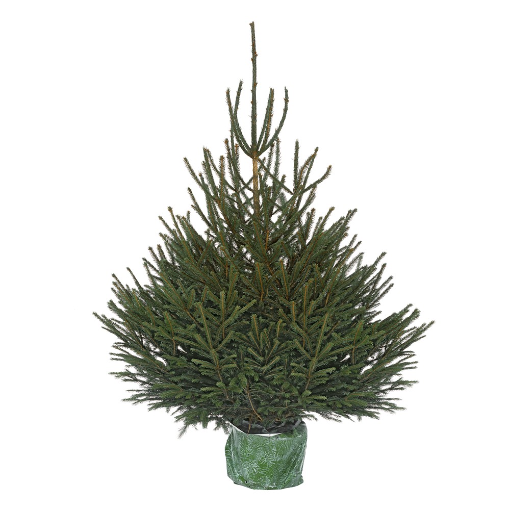 Sapin de Noël Epicea H.80/100cm