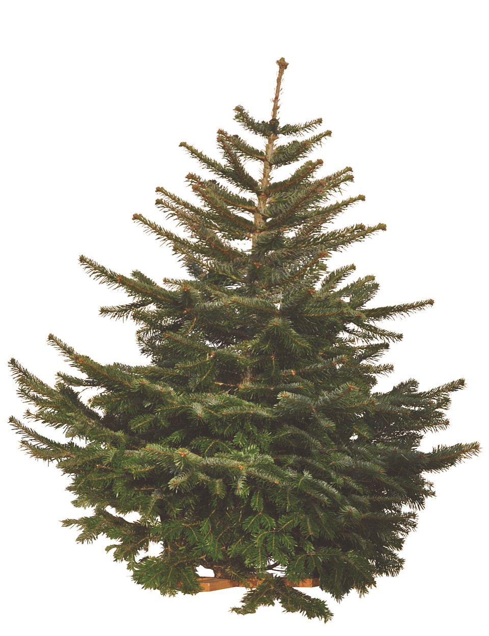 Sapin de Noël naturel Nordmann H. 100/150cm