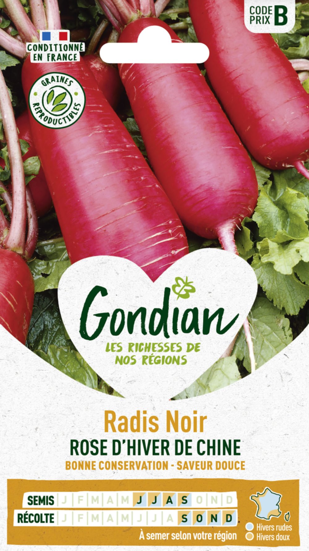 Radis Rose d'Hiver de Chine - GONDIAN