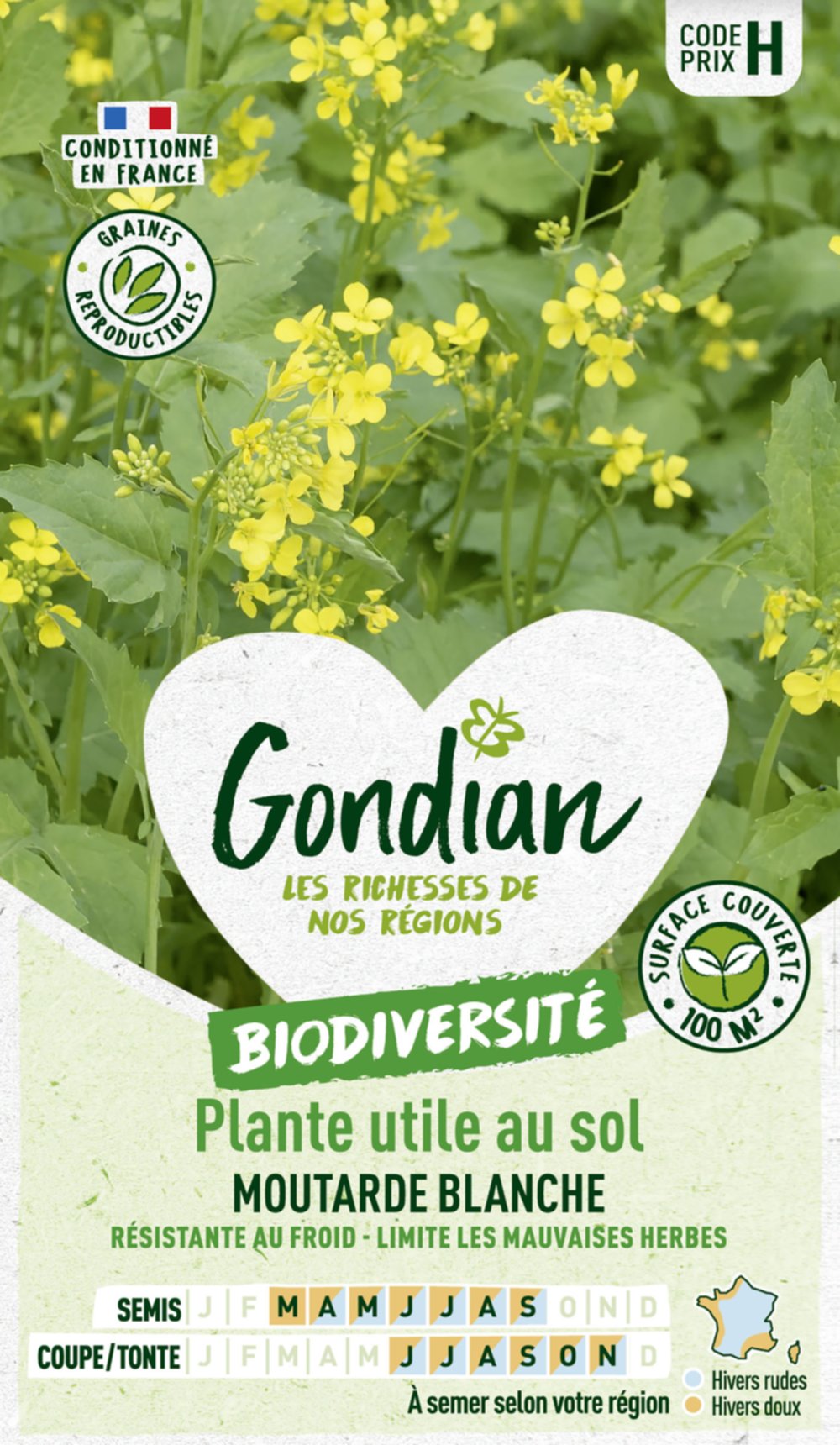 Plantes utiles au sol - Moutarde Blanche - GONDIAN