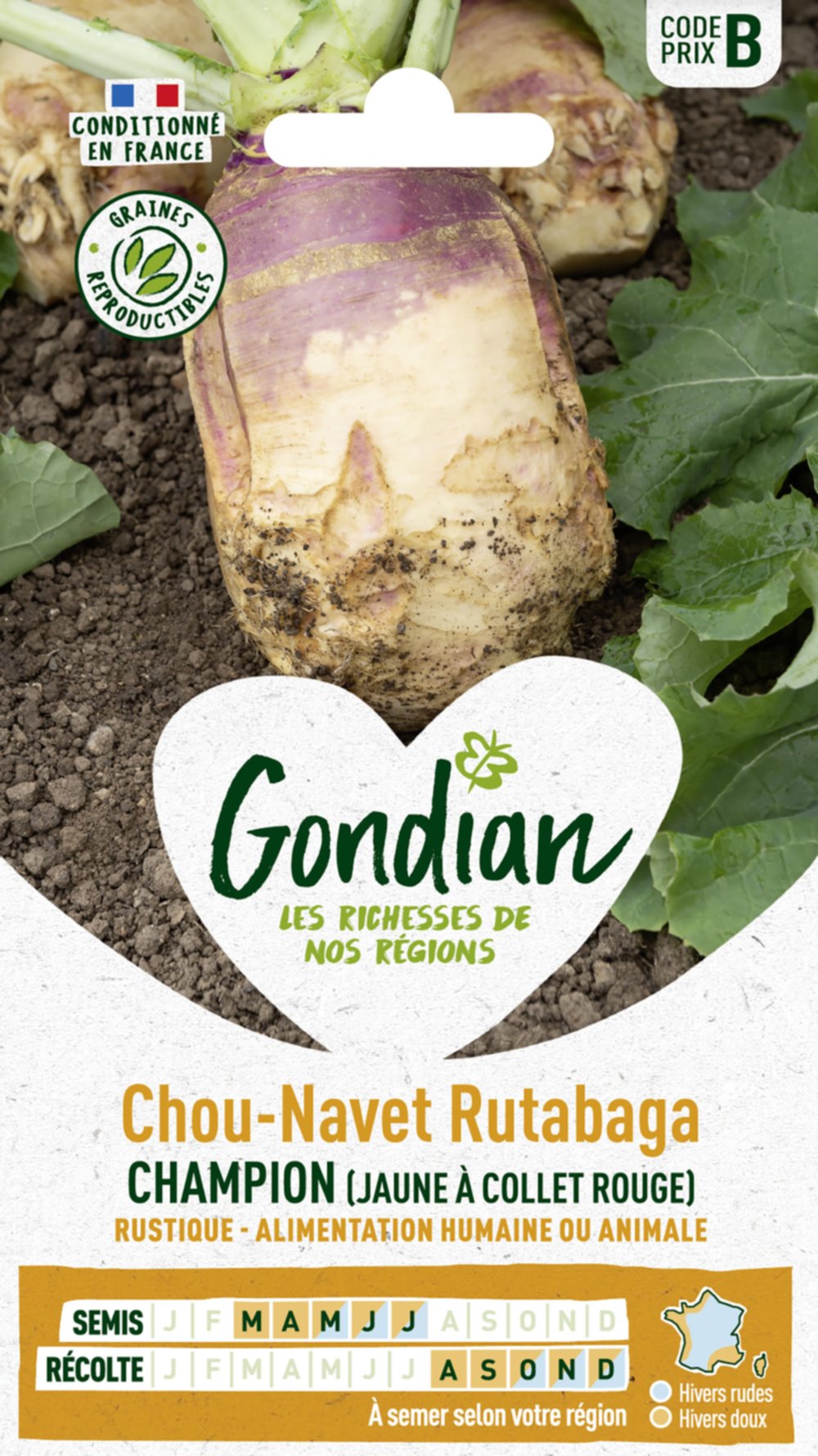 Rutabaga (Chou-Navet) Champion (Jaune à Collet Rouge) - GONDIAN