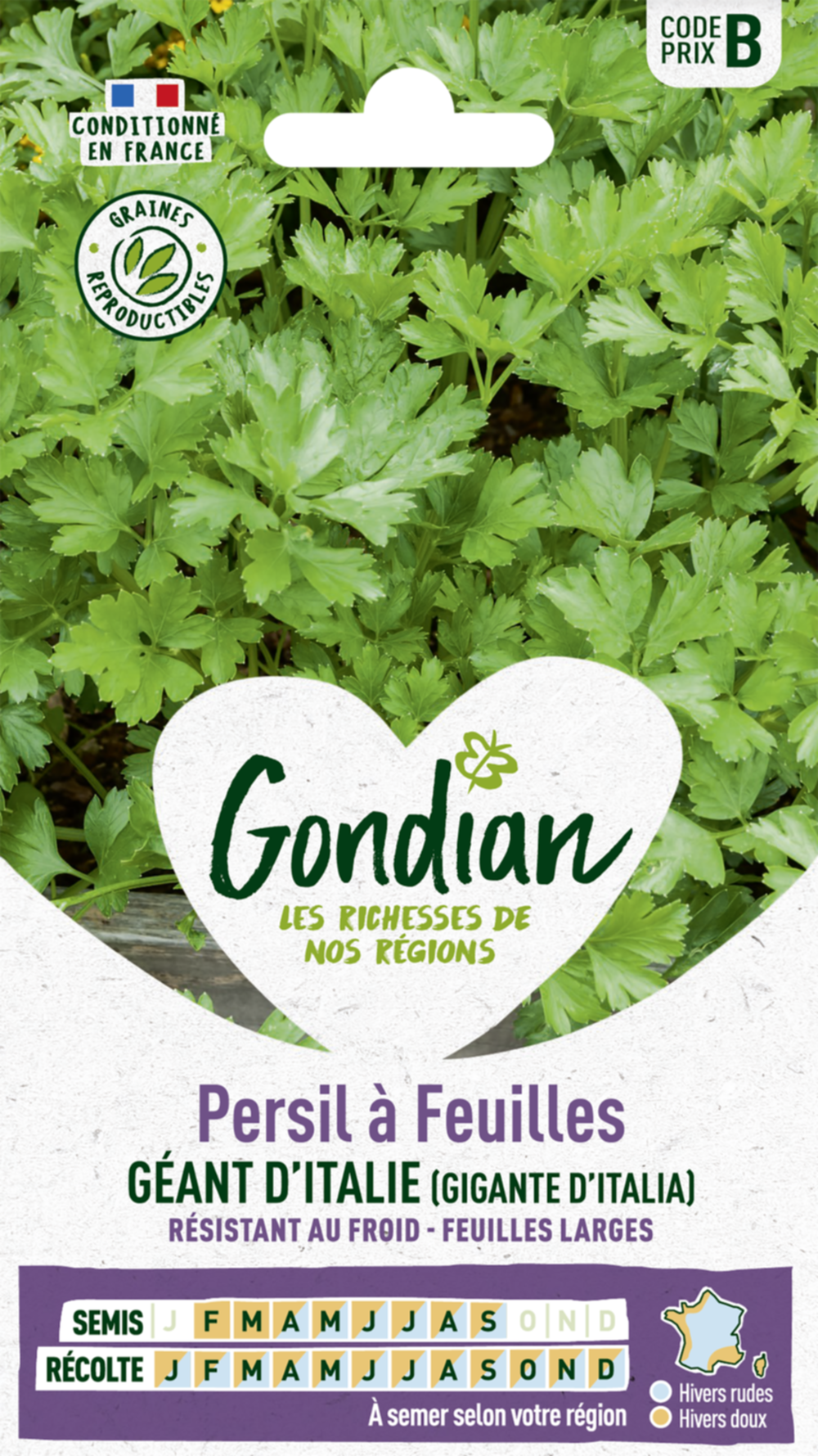 Persil à feuilles Gigante d'Italia (Géant d'Italie) - GONDIAN