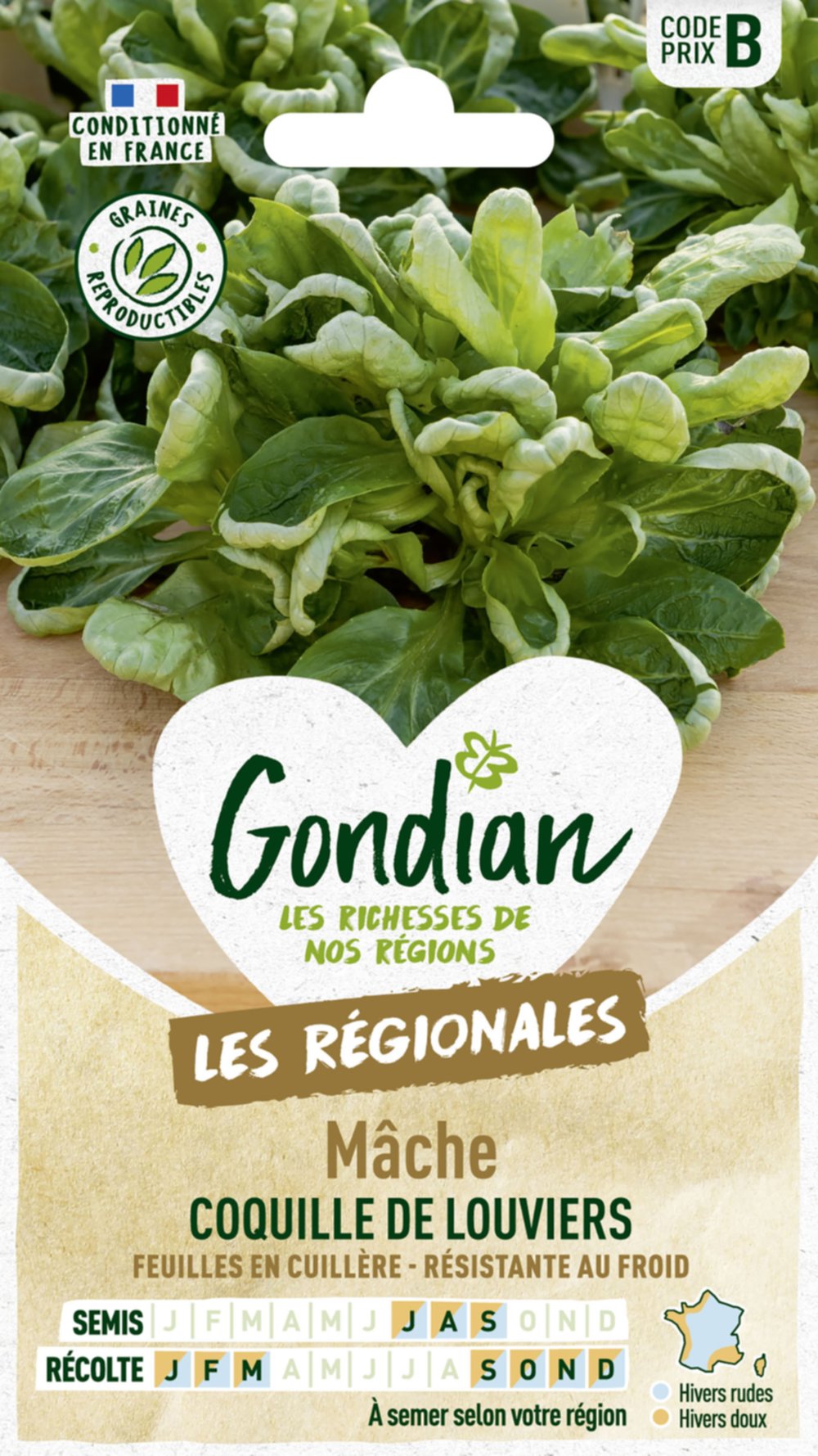 Mâche Coquille de Louviers - GONDIAN