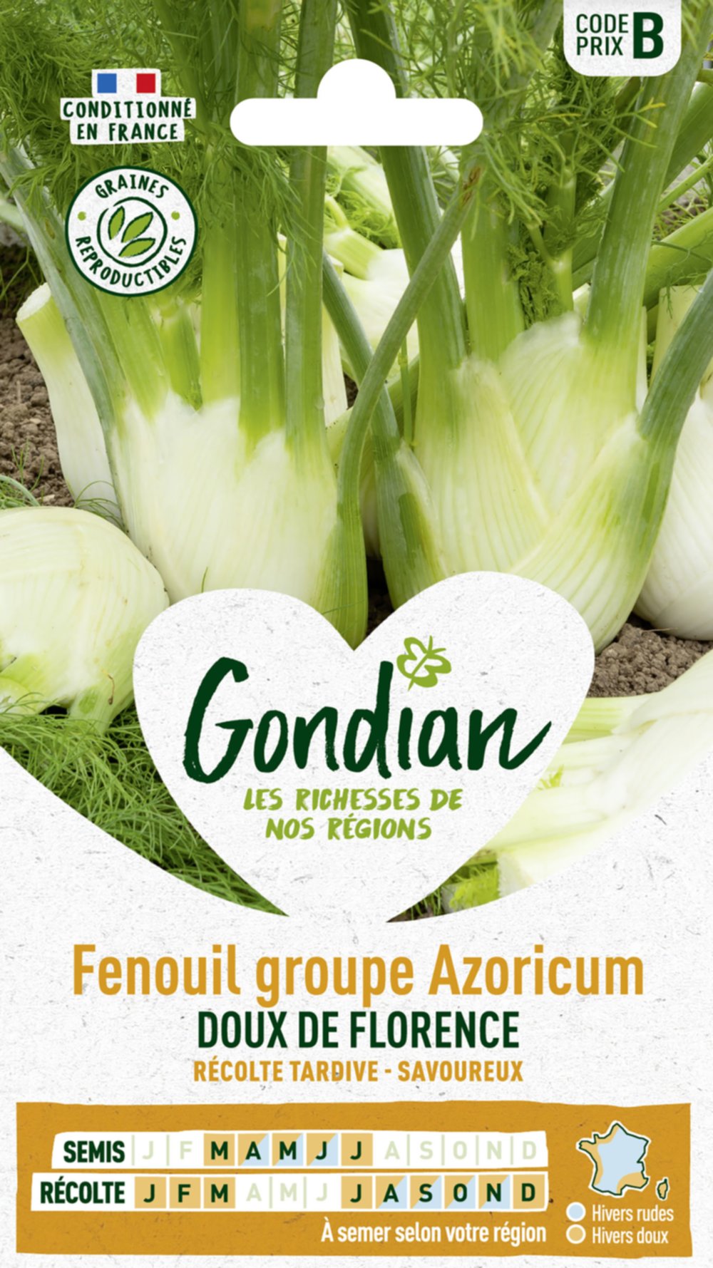 Fenouil groupe azoricum Doux de Florence - GONDIAN