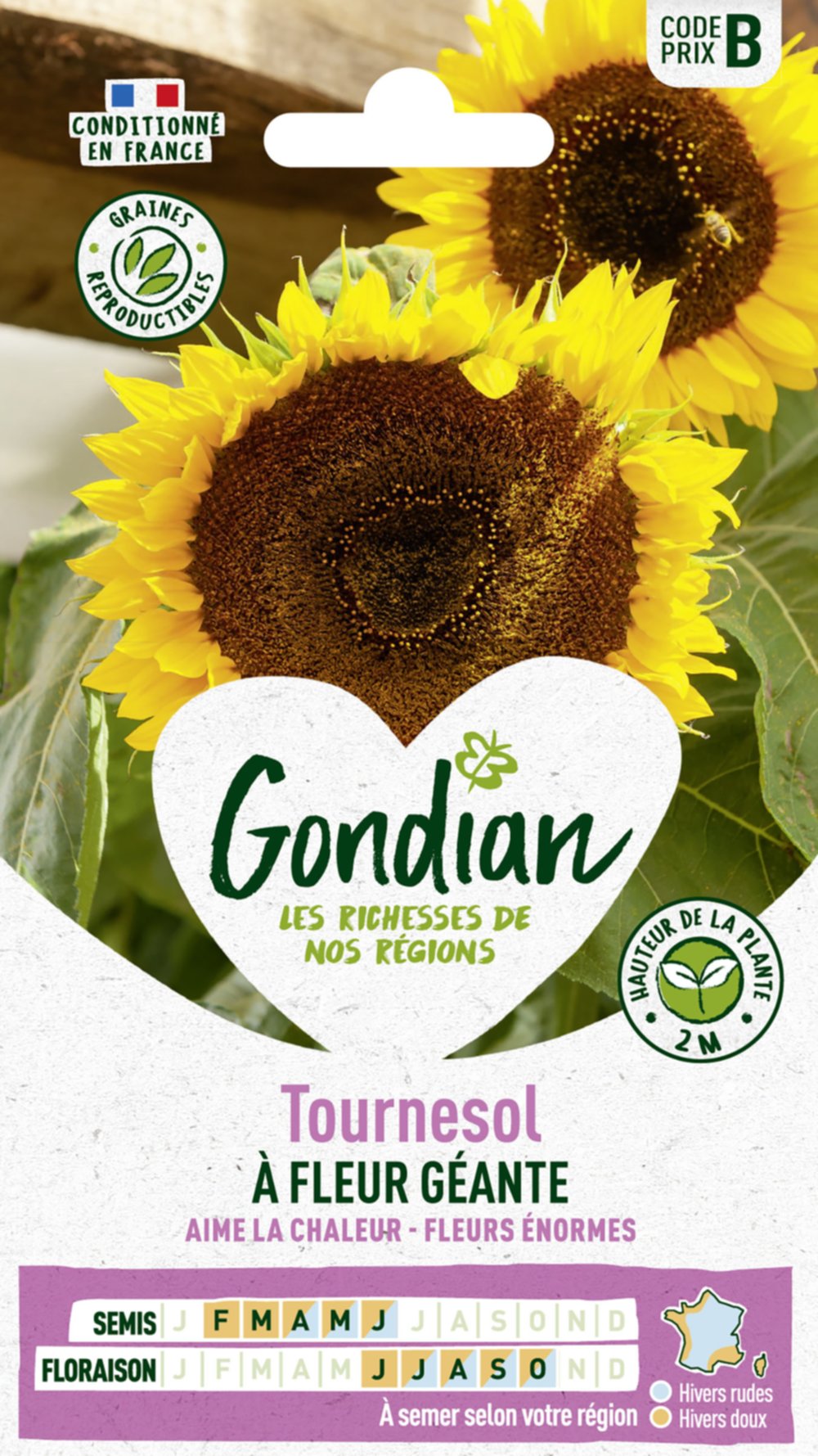 Tournesol à Fleur Géante - GONDIAN