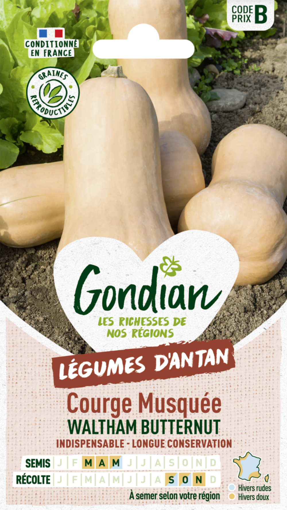 Courge Musquée Waltham Butternut - GONDIAN