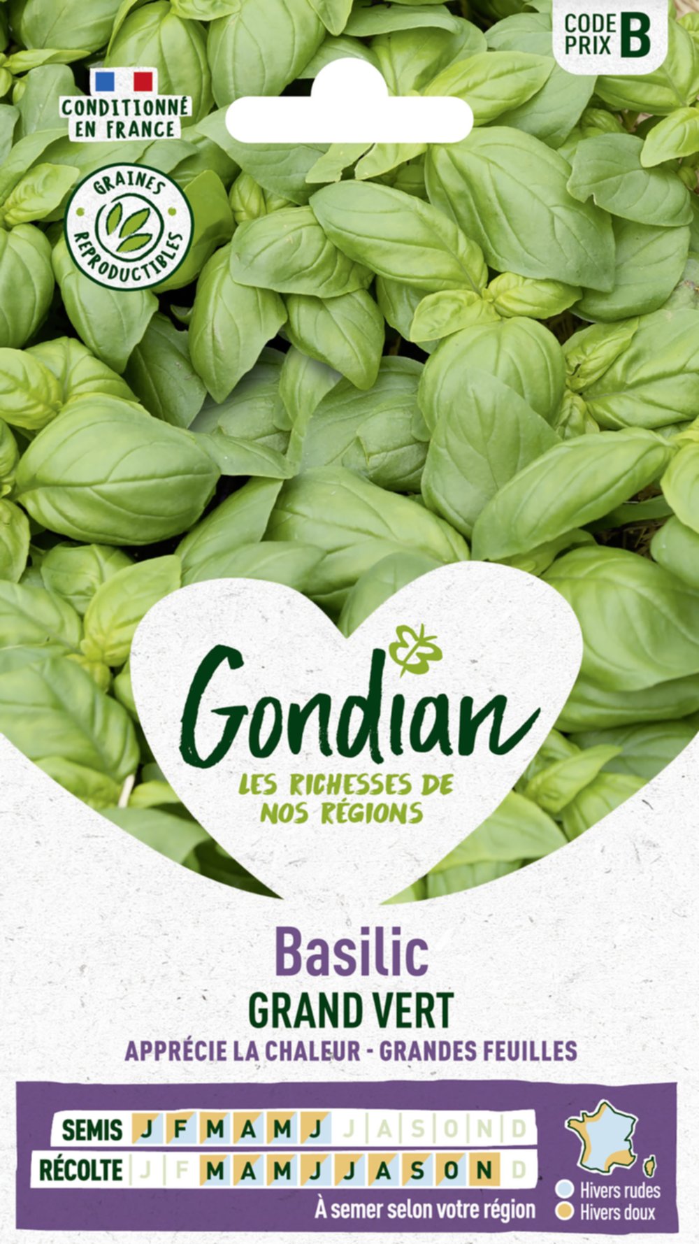 Basilic Grand Vert - GONDIAN