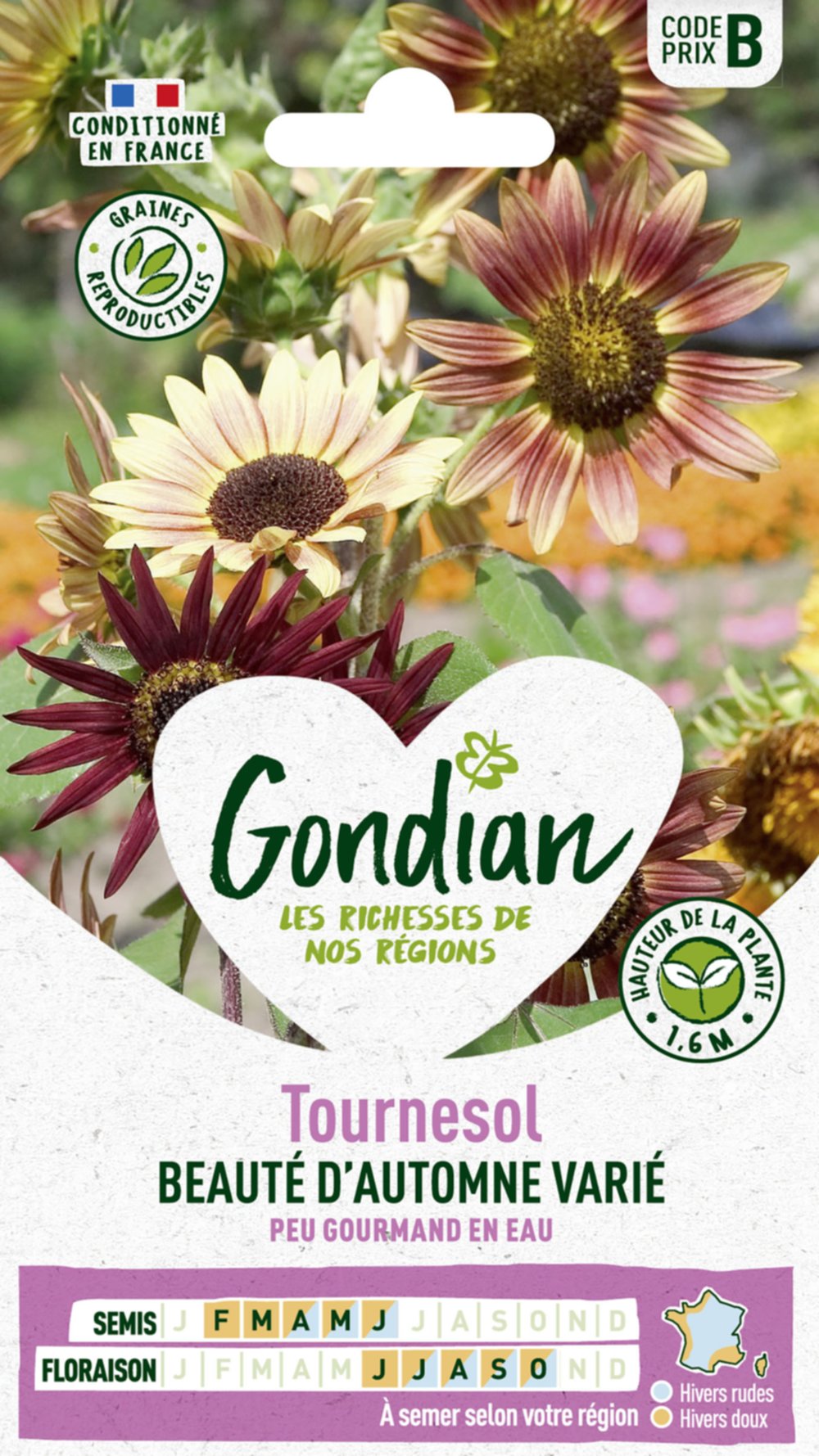 Tournesol Beauté d'Automne - GONDIAN