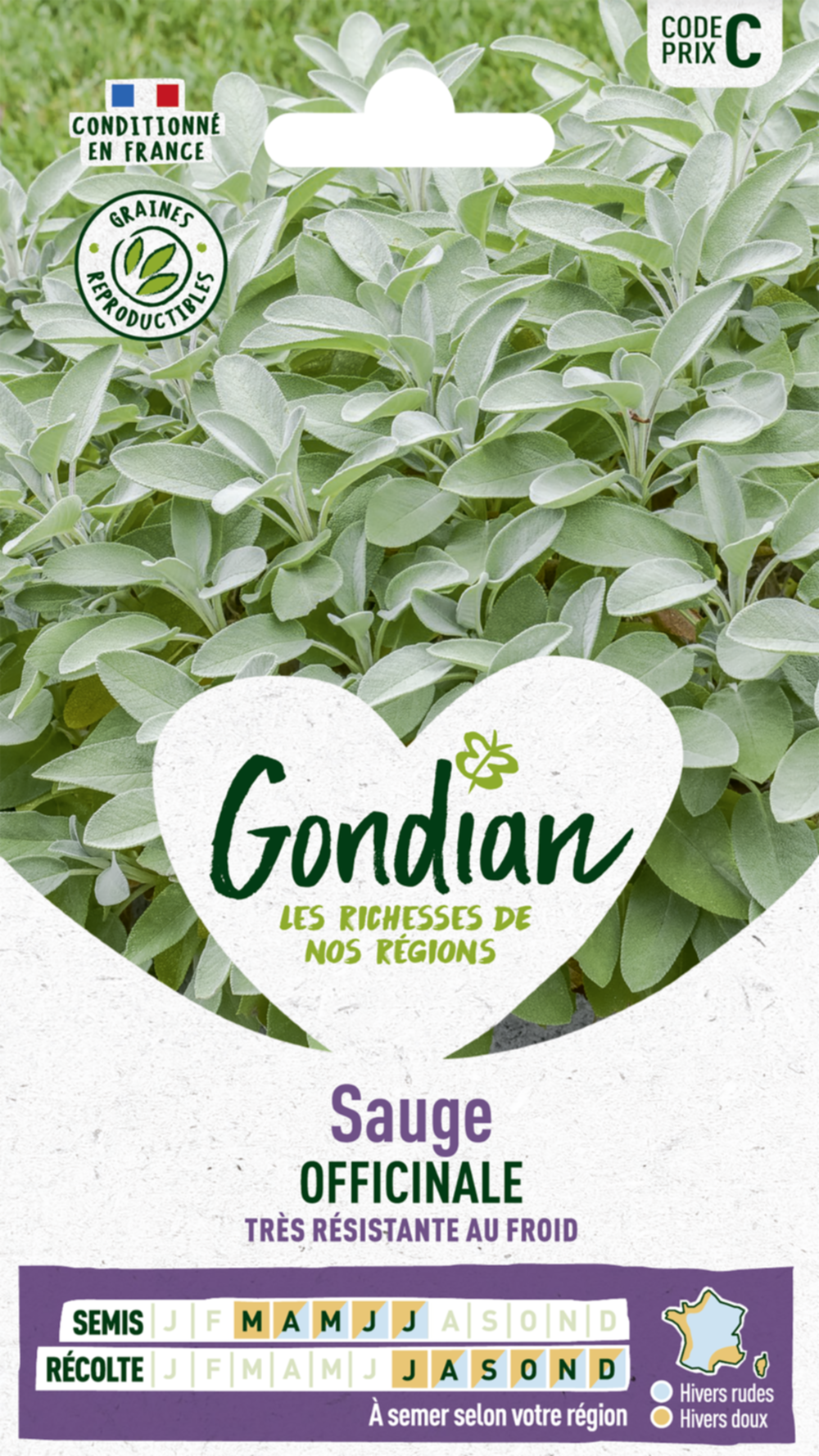 Sauge Officinale - GONDIAN