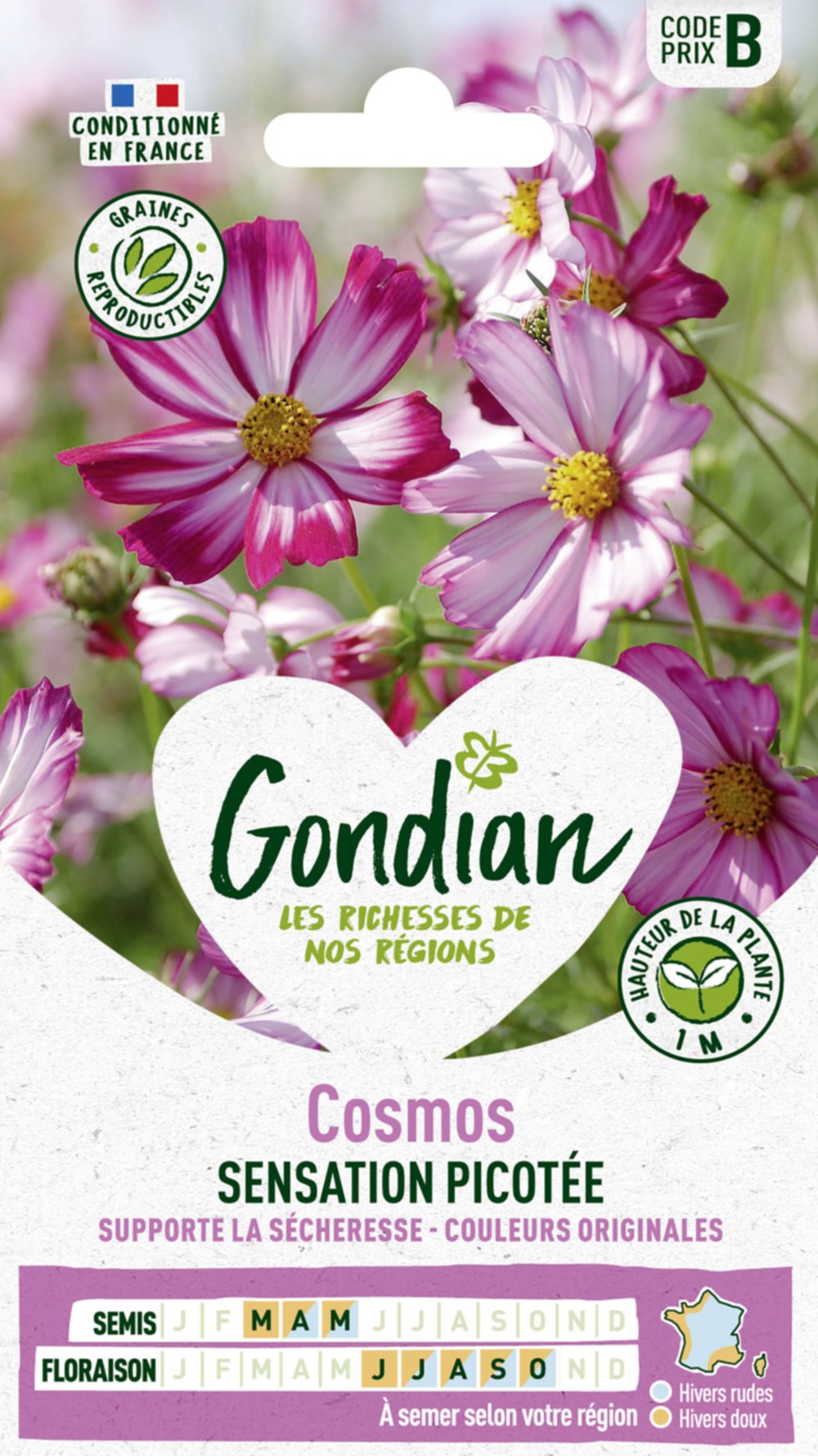 Cosmos Picotée - GONDIAN