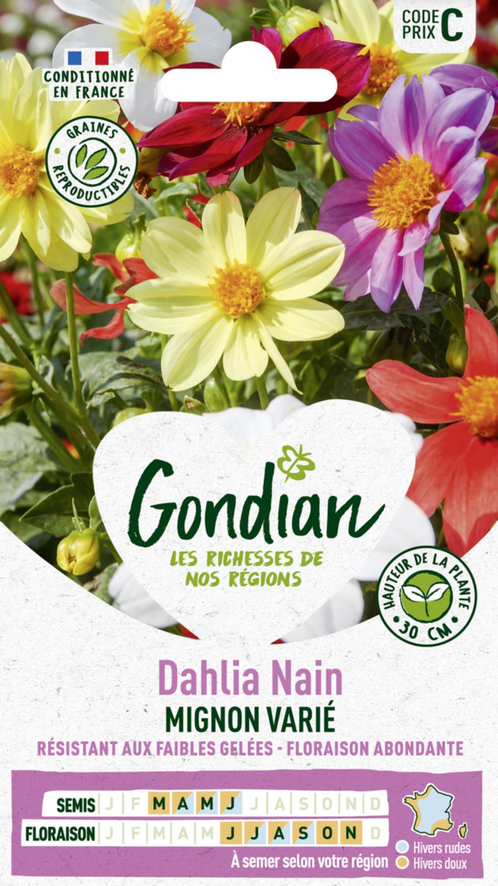 Dahlia Mignon Varié - GONDIAN