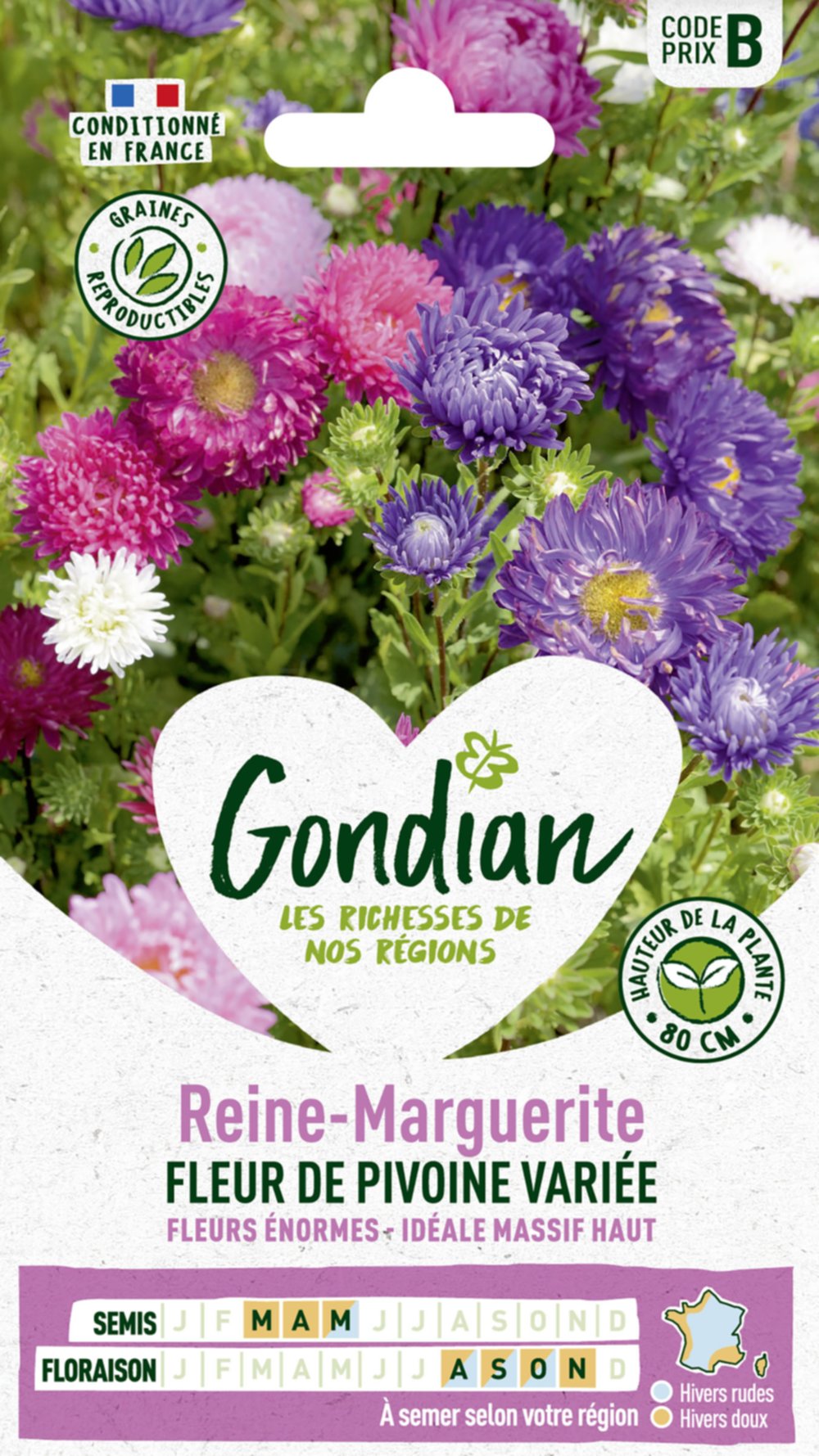 Reine-Marguerite à Fleur de Pivoine Variée - GONDIAN