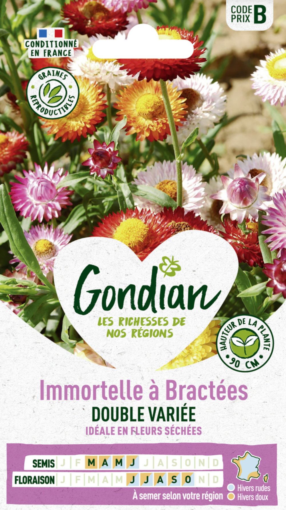 Immortelle à Bractées Double Variée - GONDIAN