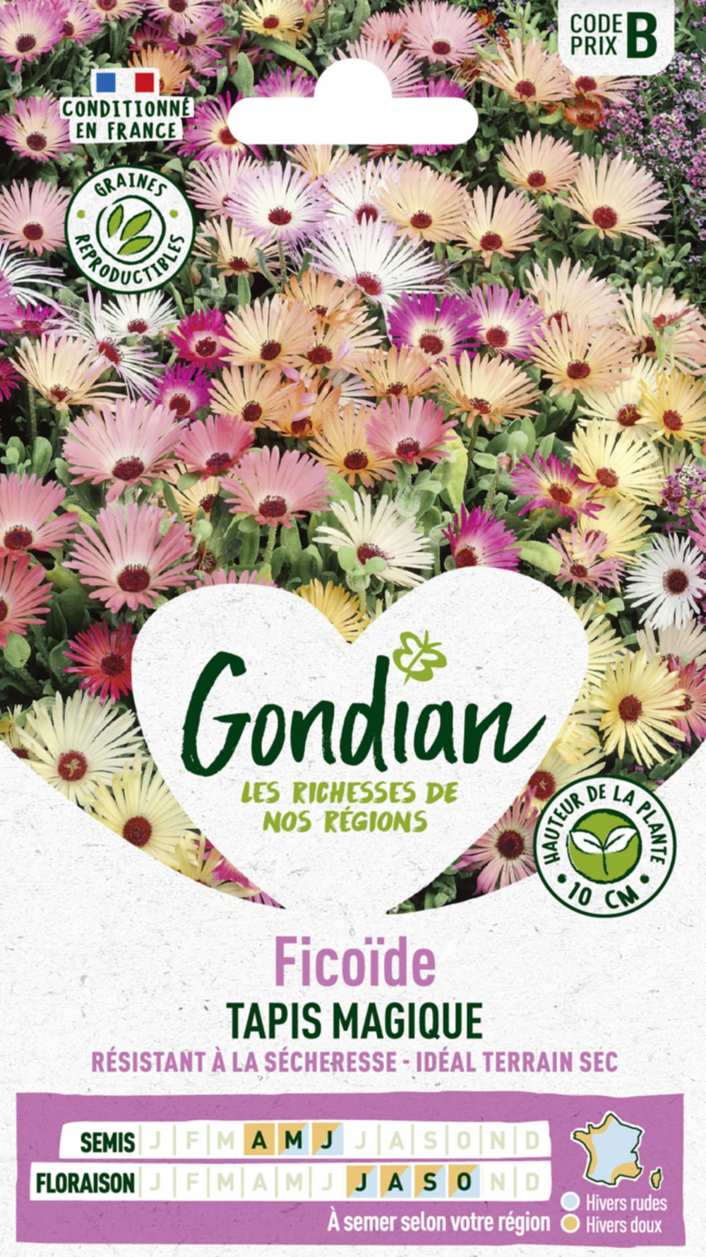 Ficoïde Criniflorum Varié - GONDIAN