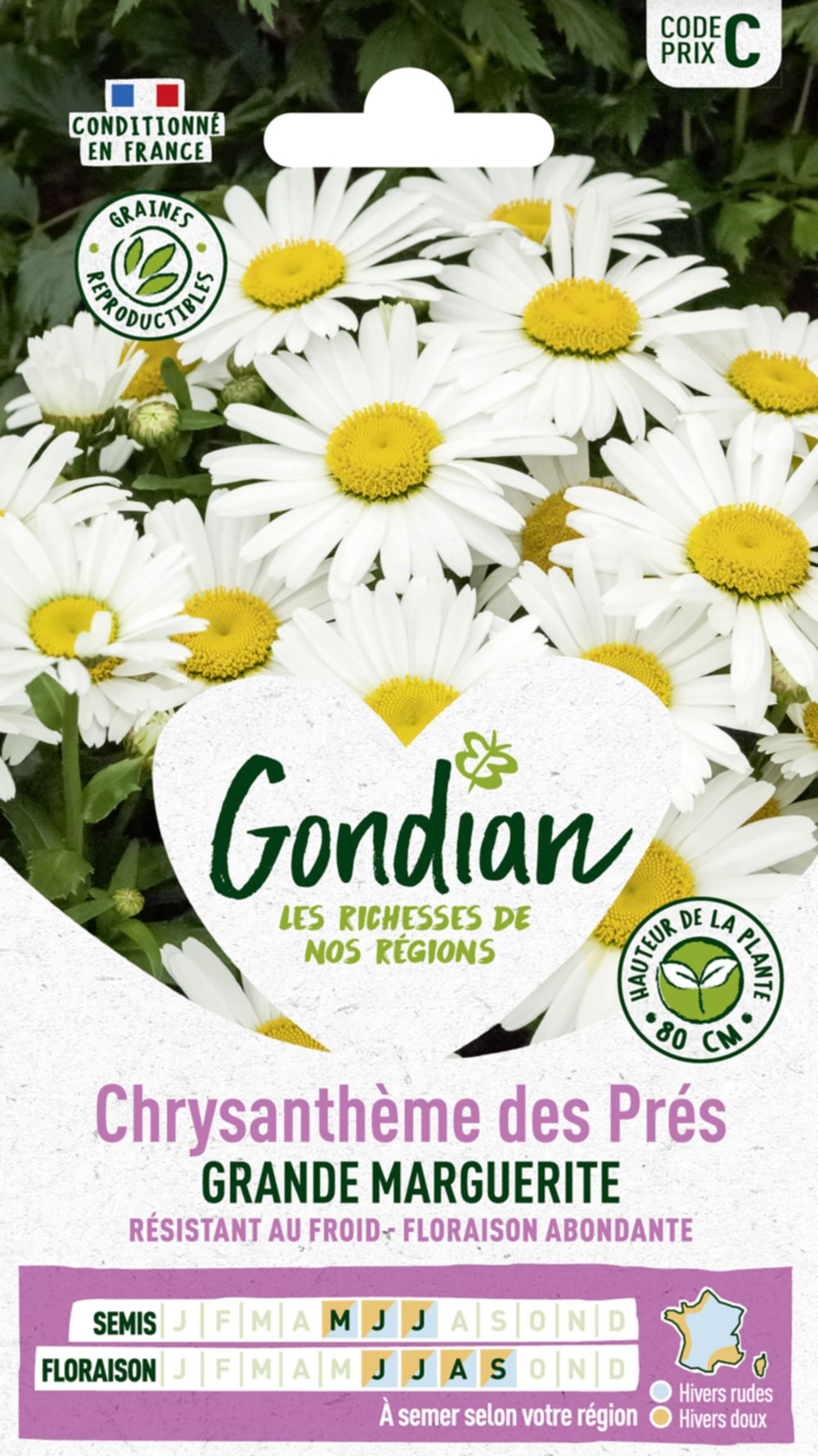 Chrysanthème Maximum Shasta Daisy - GONDIAN