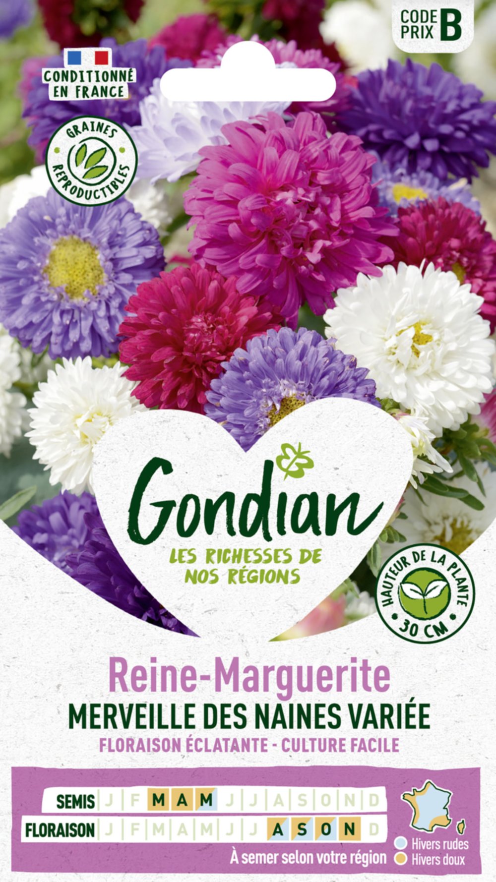 Reine-Marguerite Merveille des Naines Variée - GONDIAN