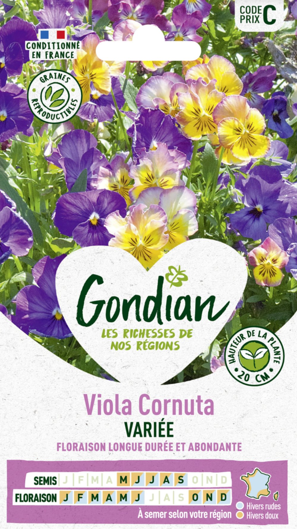 Viola Cornuta Variée - GONDIAN