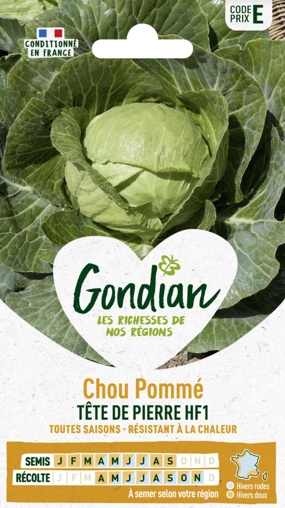 Chou Pommé Tête de Pierre HF1 - GONDIAN