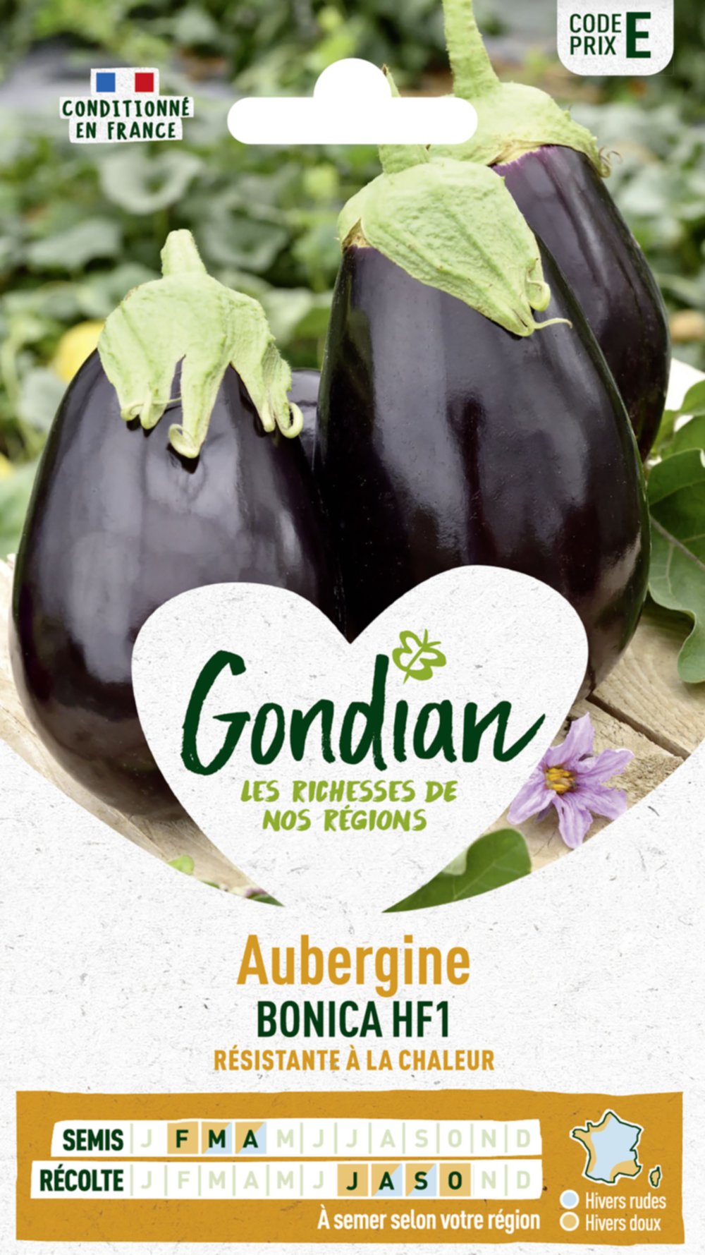 Aubergine Bonica HF1 - GONDIAN