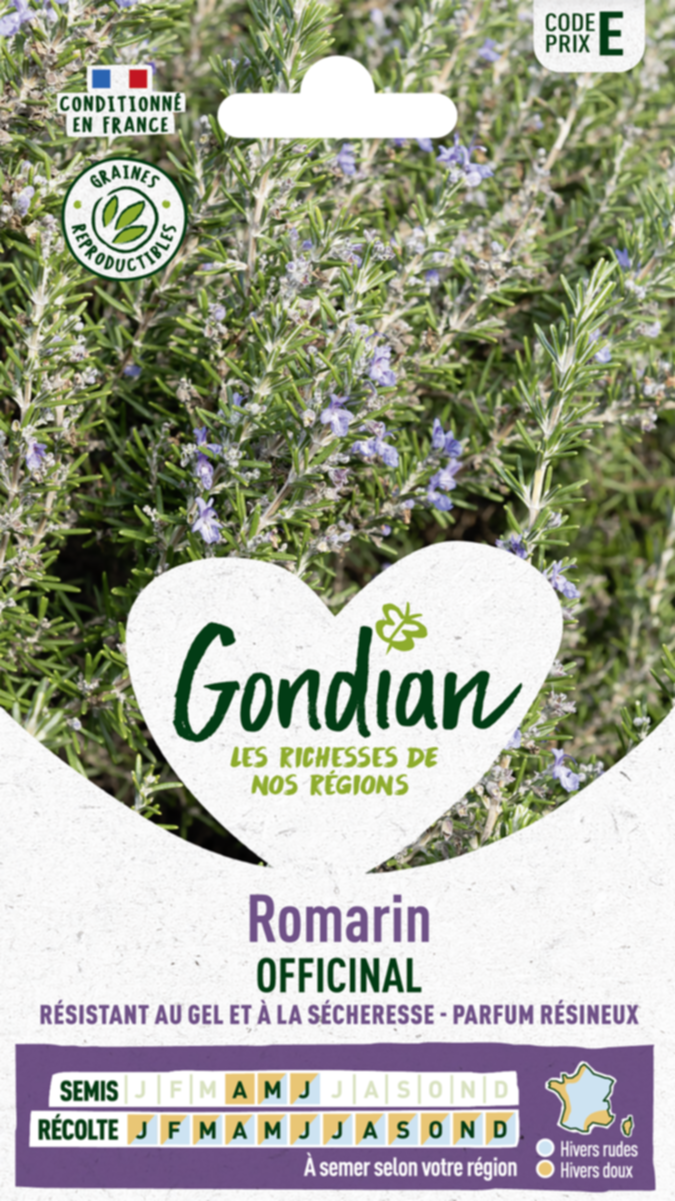 Romarin Officinal - GONDIAN