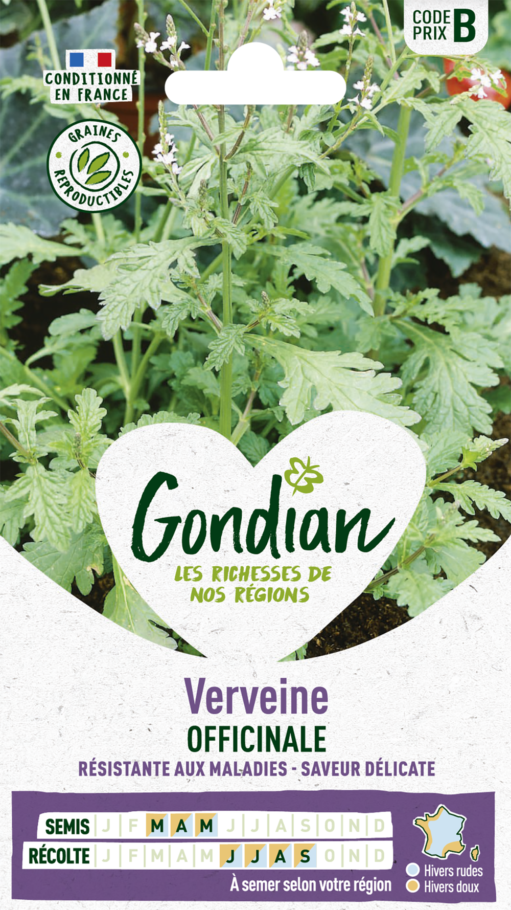 Verveine Officinale - GONDIAN