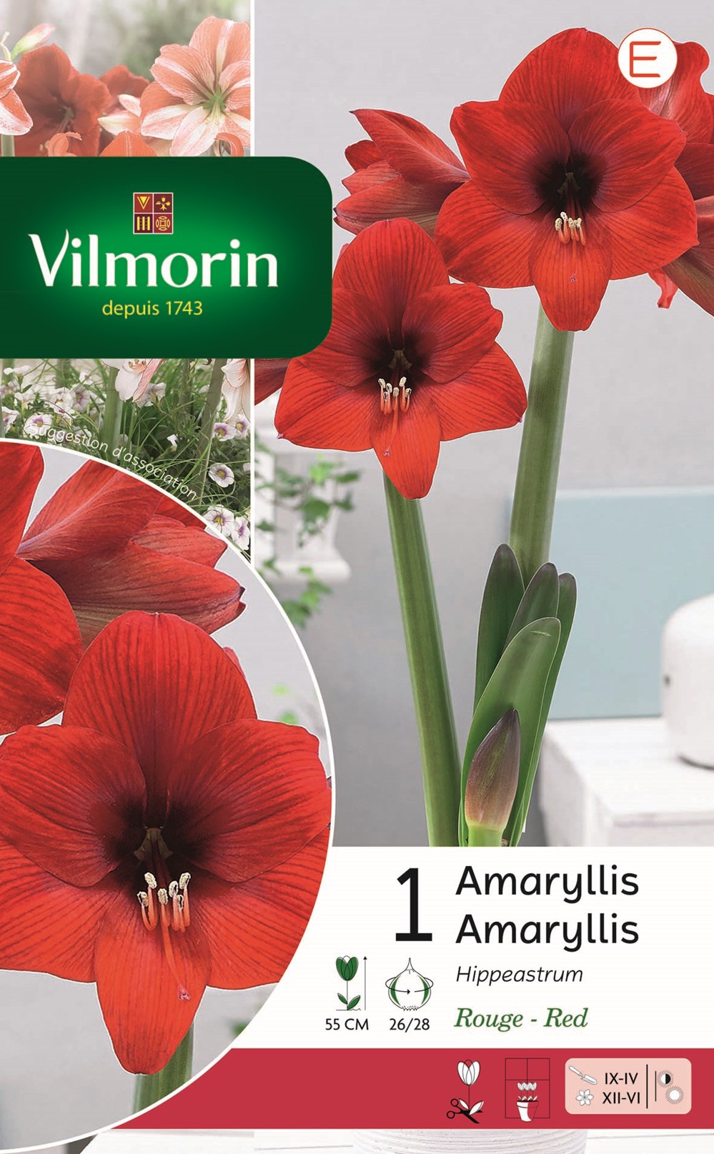 Bulbes Amaryllis Hippeastrum Rouge - VILMORIN