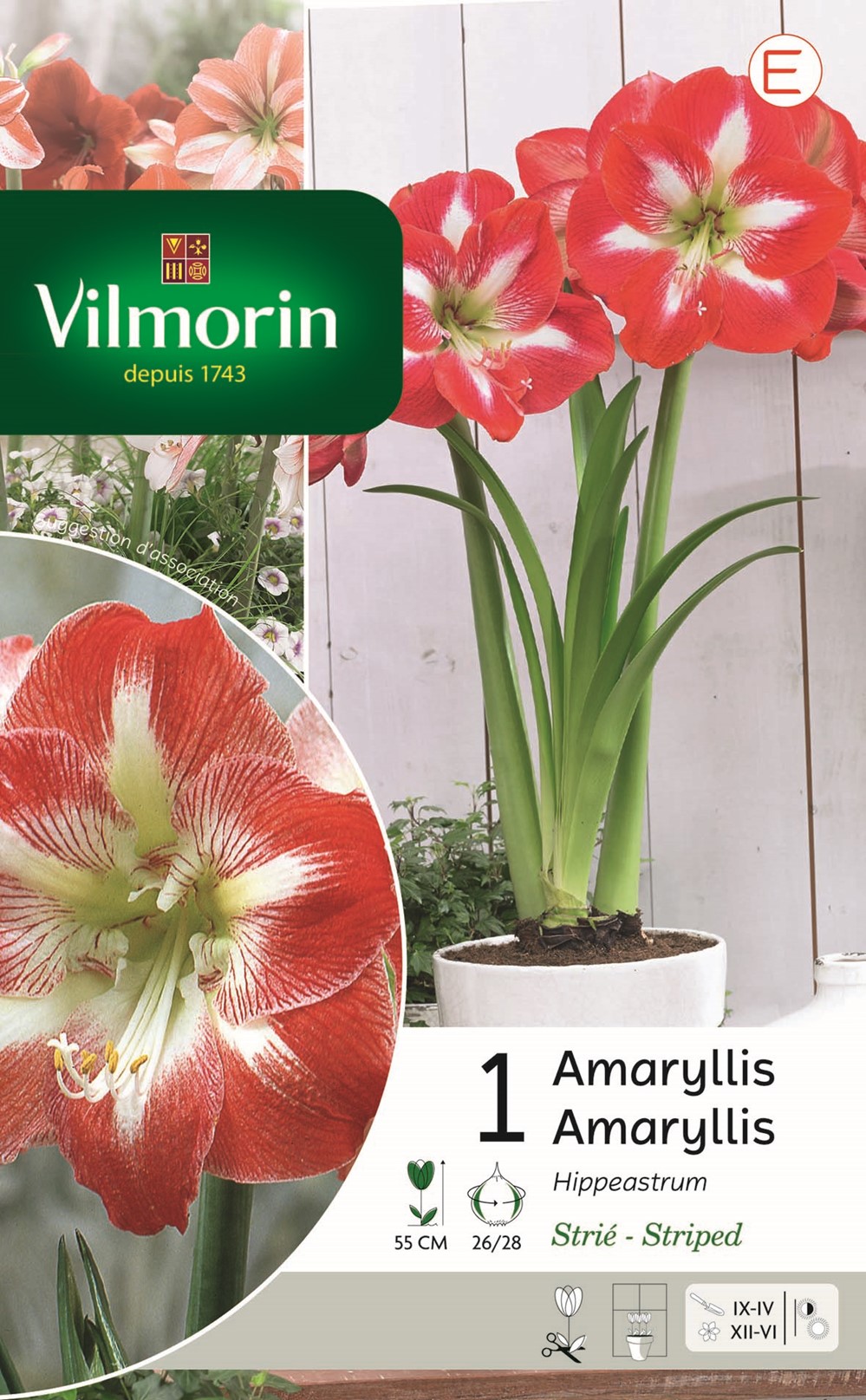 Bulbes Amaryllis Hippeastrum Strie - VILMORIN