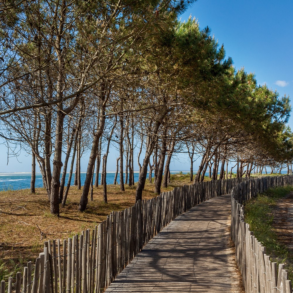 Toile imprimée 30x30cm chemin arcachon