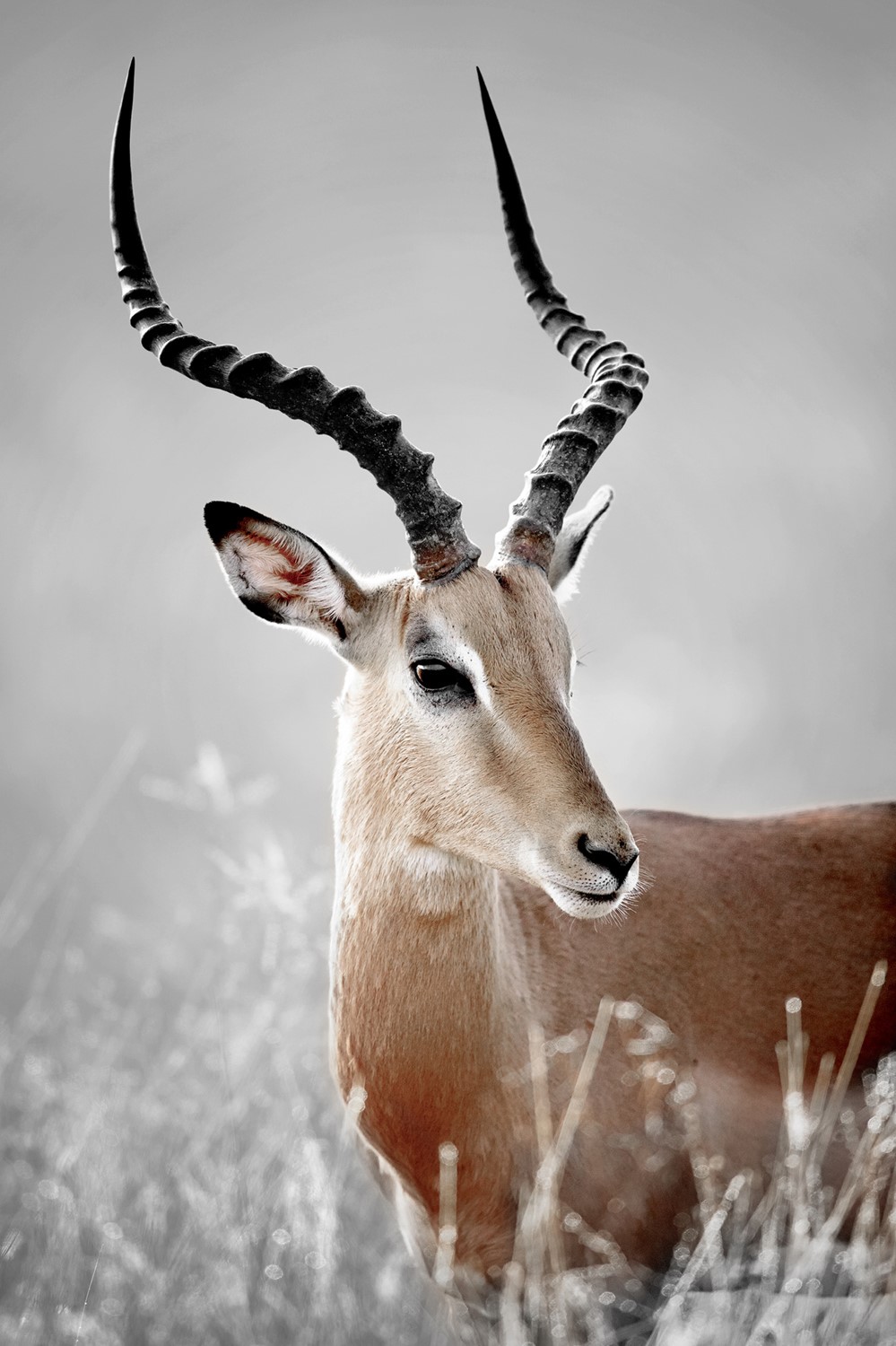 Matencadre Photo Belle Antilope 65x97cm