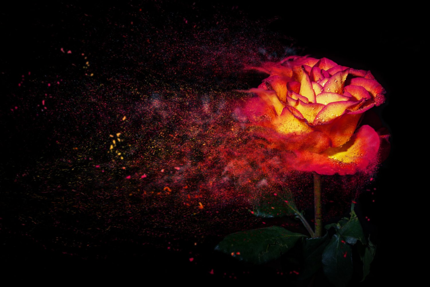 Regart Rose Illuminée 65x97cm