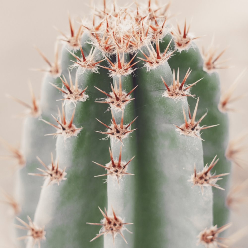 Tableau sur toile cactus 45x45cm 