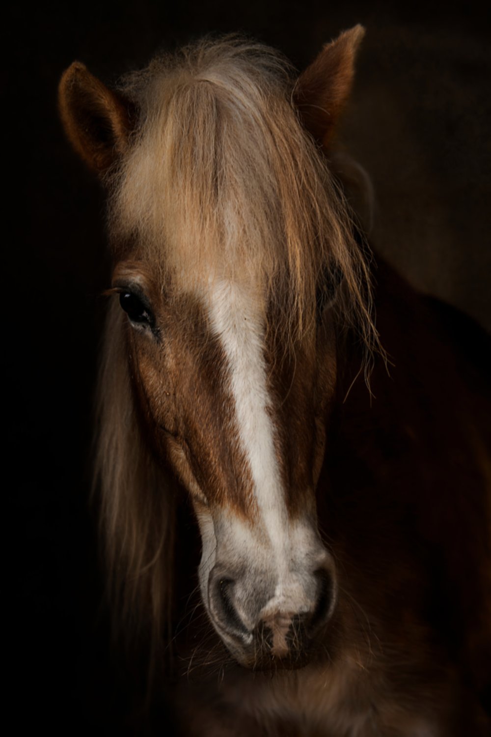 Tableau sur verre Glassart portrait cheval 30x45cm 