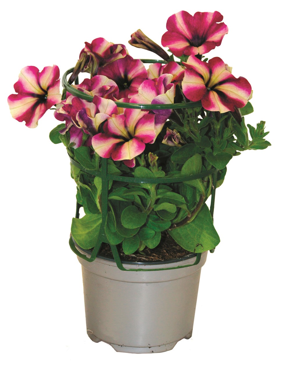 Pot Pétunia de Bouture Retombant ∅10,5cm