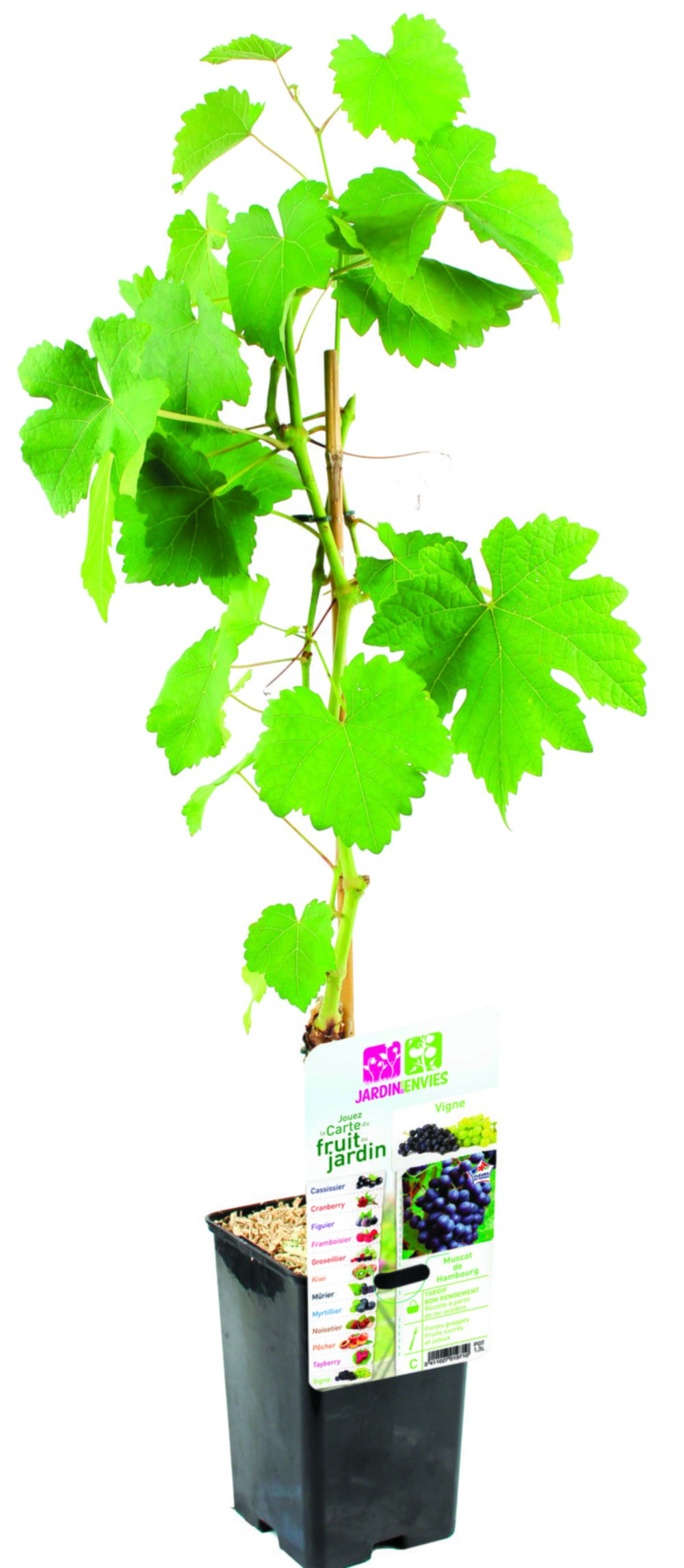 Vigne muscat de hambourg pot de 1,3 L