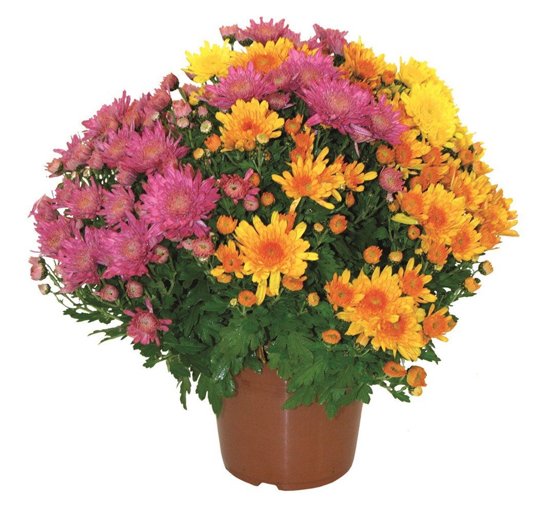 Chrysanthème pompon tricolore 