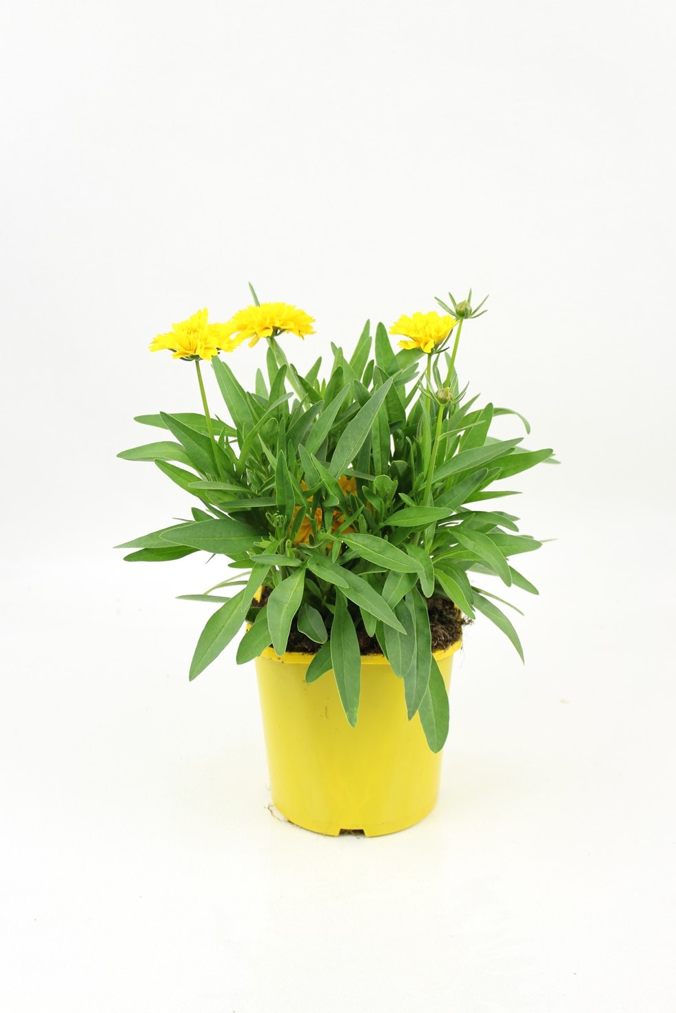 Pot Coreopsis 2L