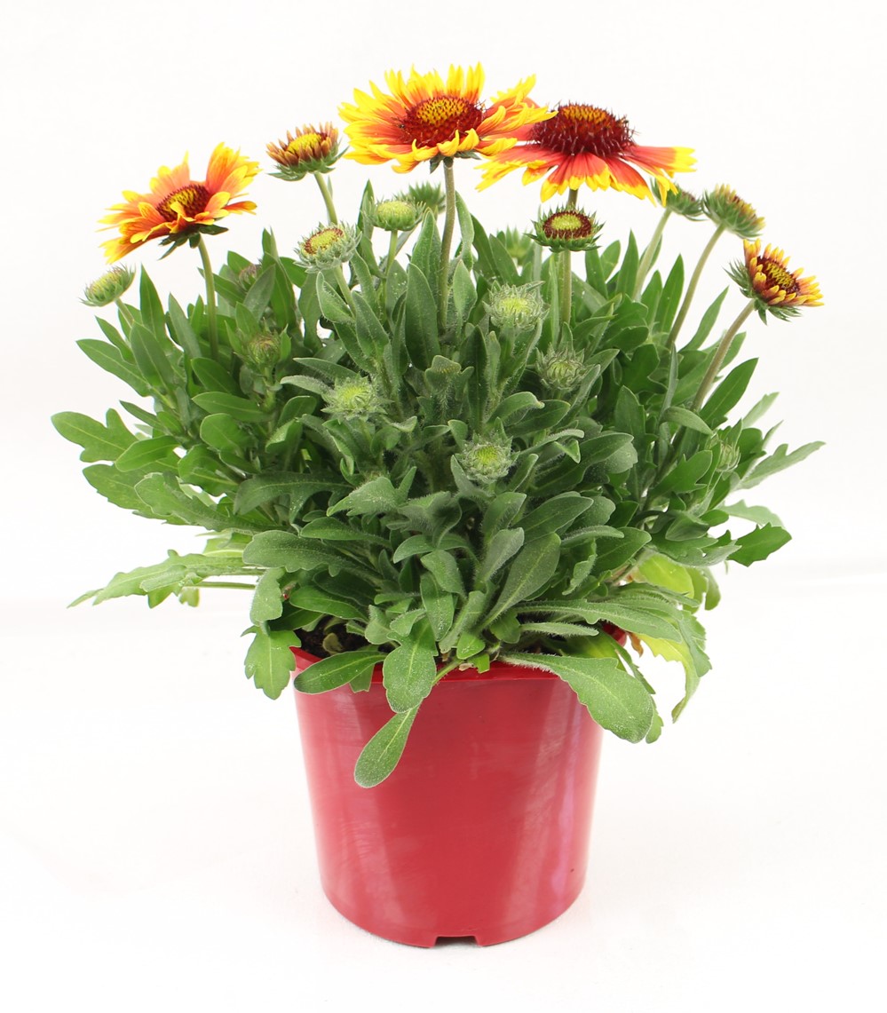 Pot Gaillarde ∅19cm