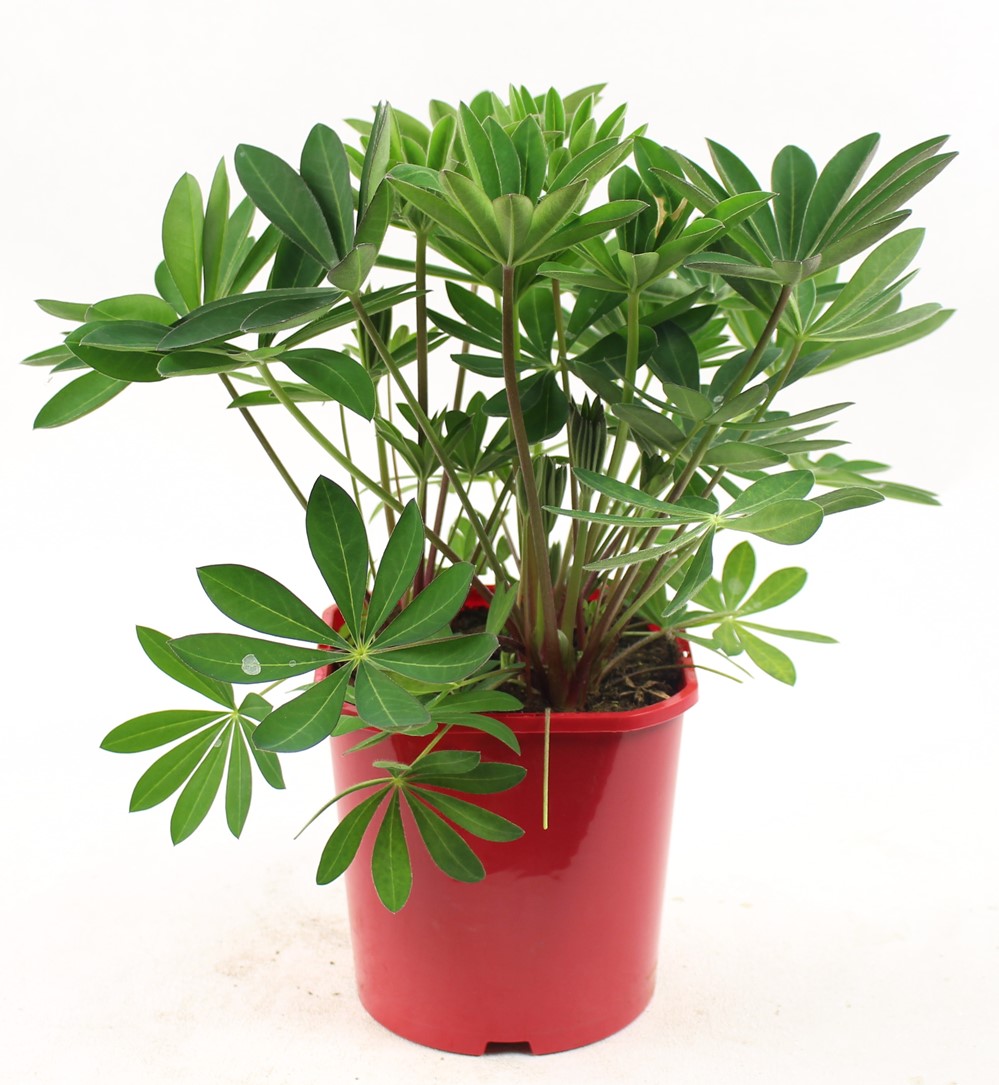 Pot Lupin ∅19cm