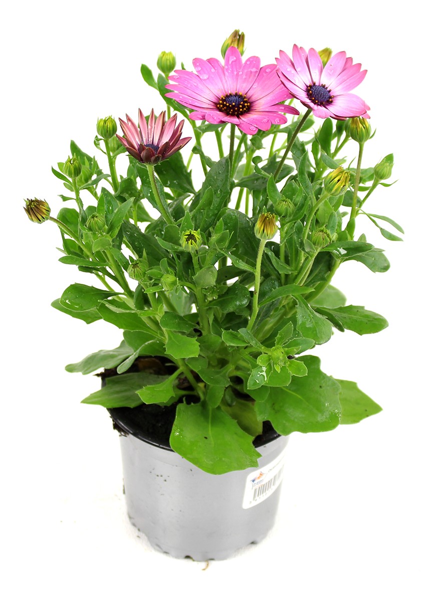 Pot Osteospermum ∅10,5cm 