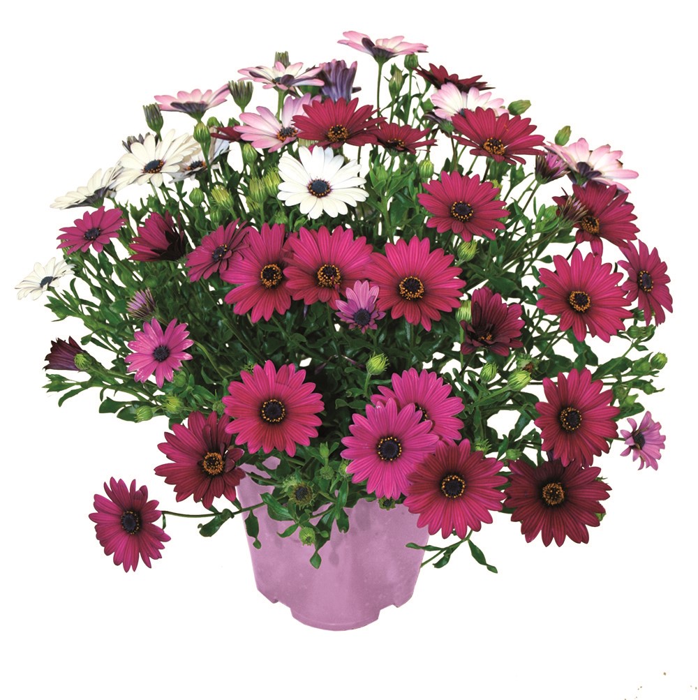 Pot Osteospermum ∅19cm