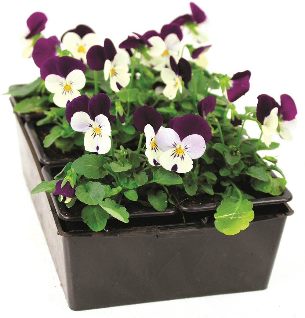 6 Viola Cornuta