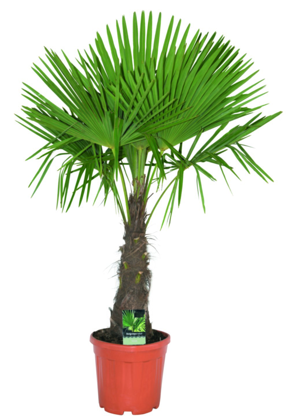 Trachycarpus fortunei 35/45 cm