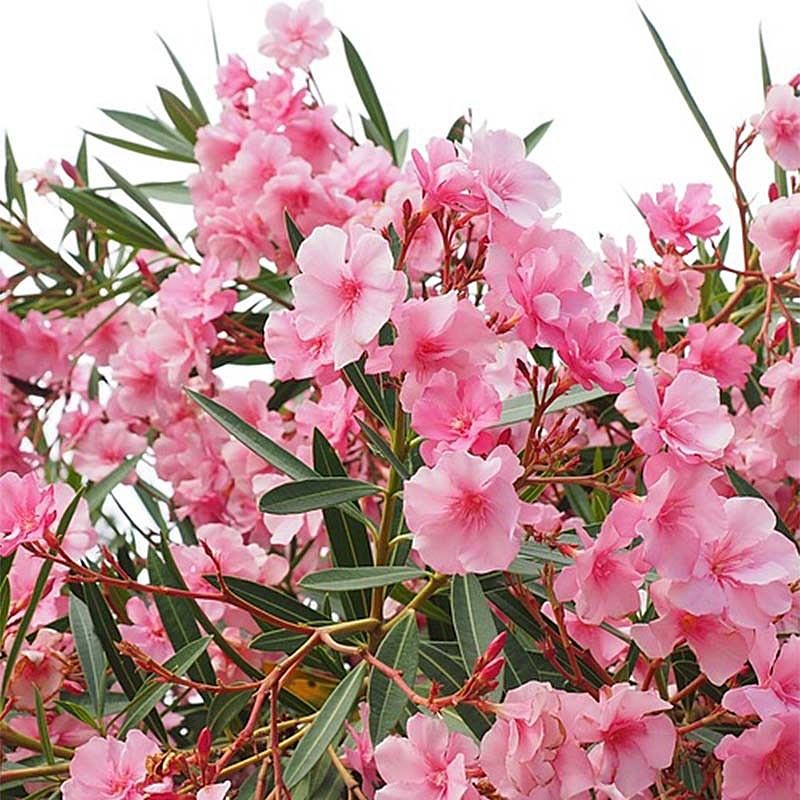 Laurier rose Nerium Oleander Pot 3L 30/40