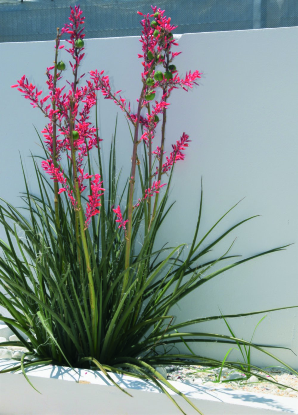 Hesperaloe parviflora 60/80 cm