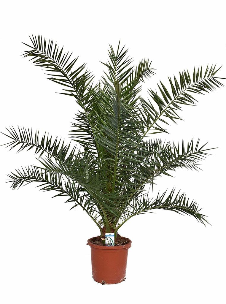 Phoenix canariensis15l HT: 160-180 cm