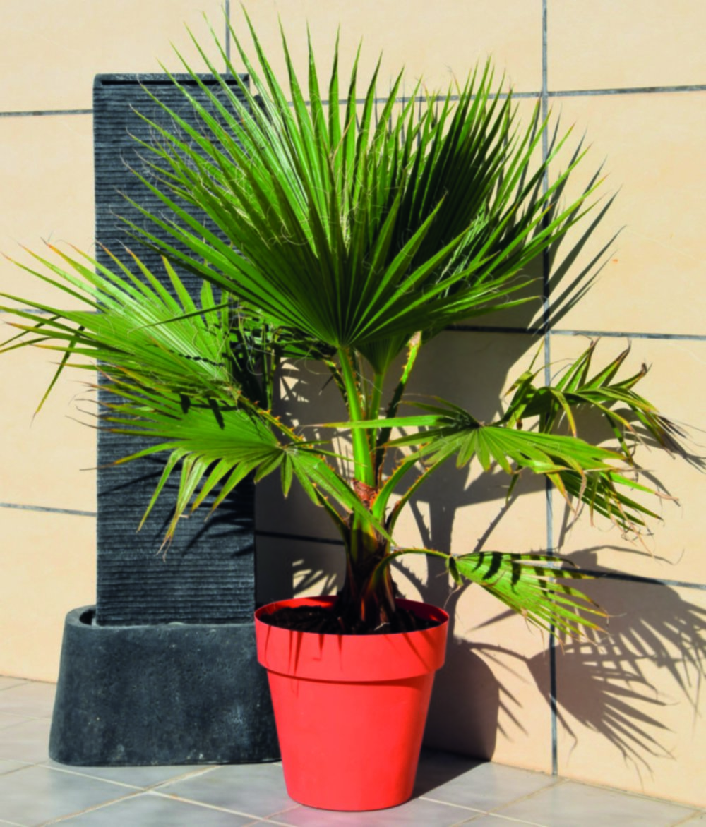 Washingtonia robusta filifera