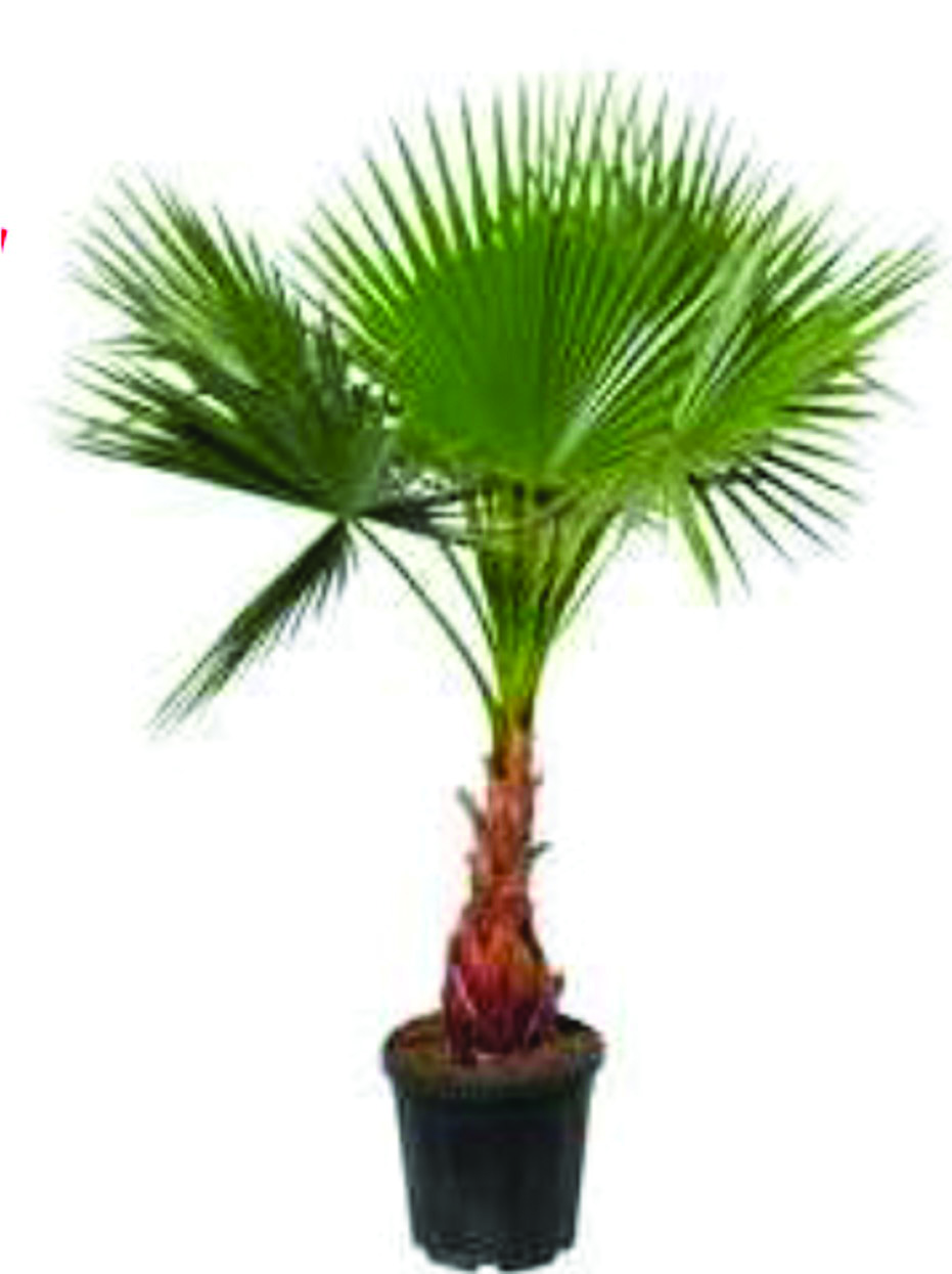 Washingtonia robusta h.160-190 cm