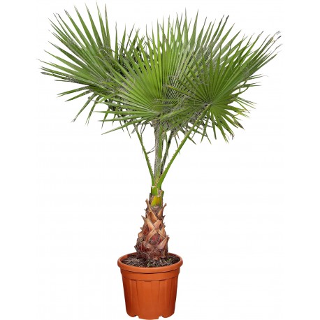 Washingtonia robusta 15l HT: 120-140 cm